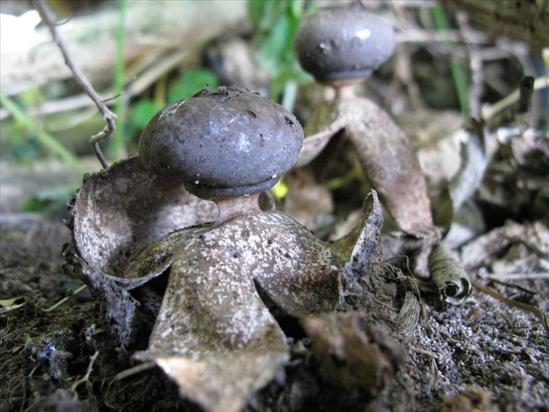 Geastrum fornicatum (door Joop Leertouwer)