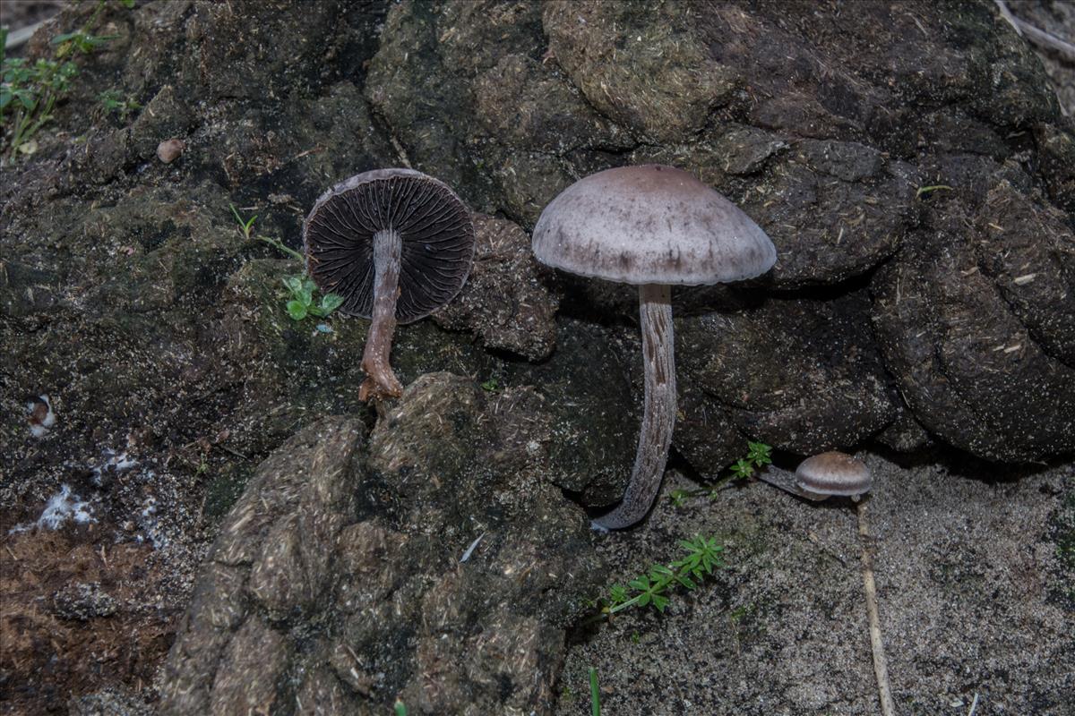 Panaeolus subfirmus (door Cora van der Plaats (det LJ))