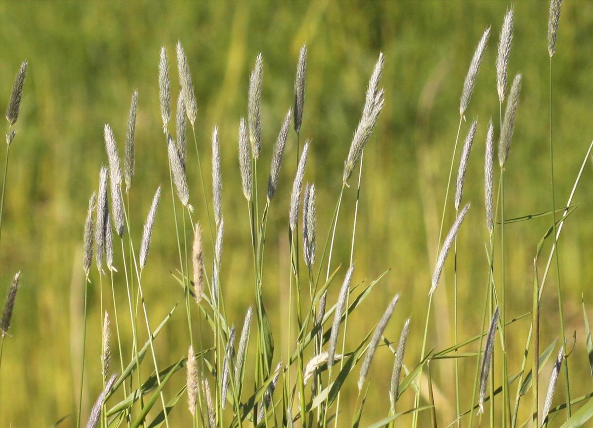 Alopecurus pratensis (door Peter Meininger)