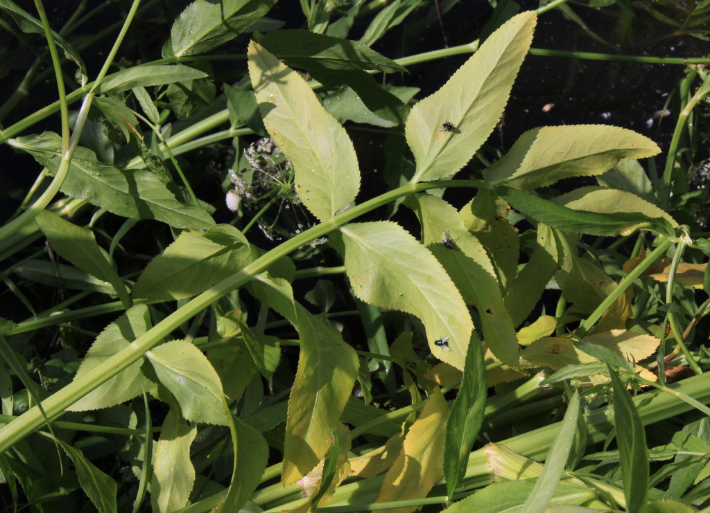 Sium latifolium (door Peter Meininger)