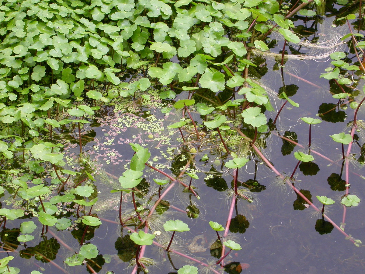 Hydrocotyle ranunculoides (door Peter Meininger)