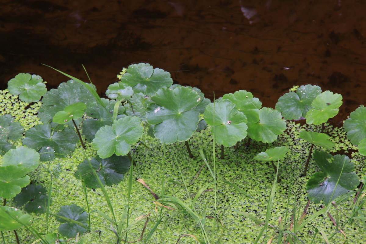 Hydrocotyle ranunculoides (door Peter Meininger)