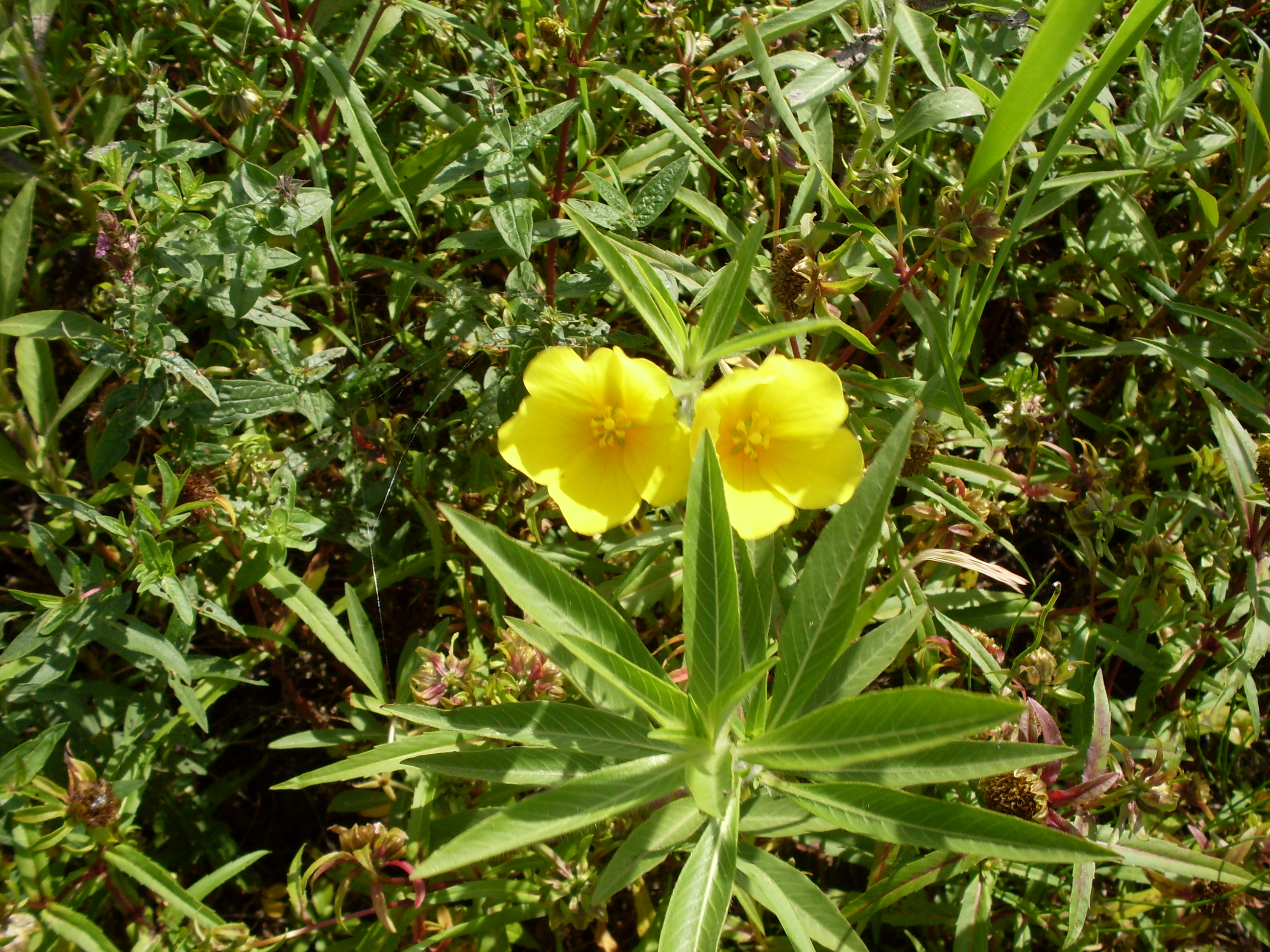 Ludwigia grandiflora (door Dick Kerkhof)