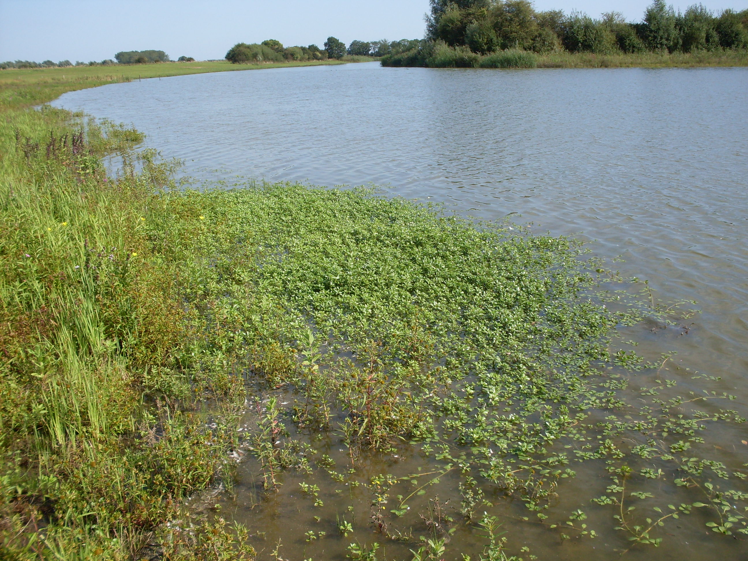 Ludwigia grandiflora (door Dick Kerkhof)