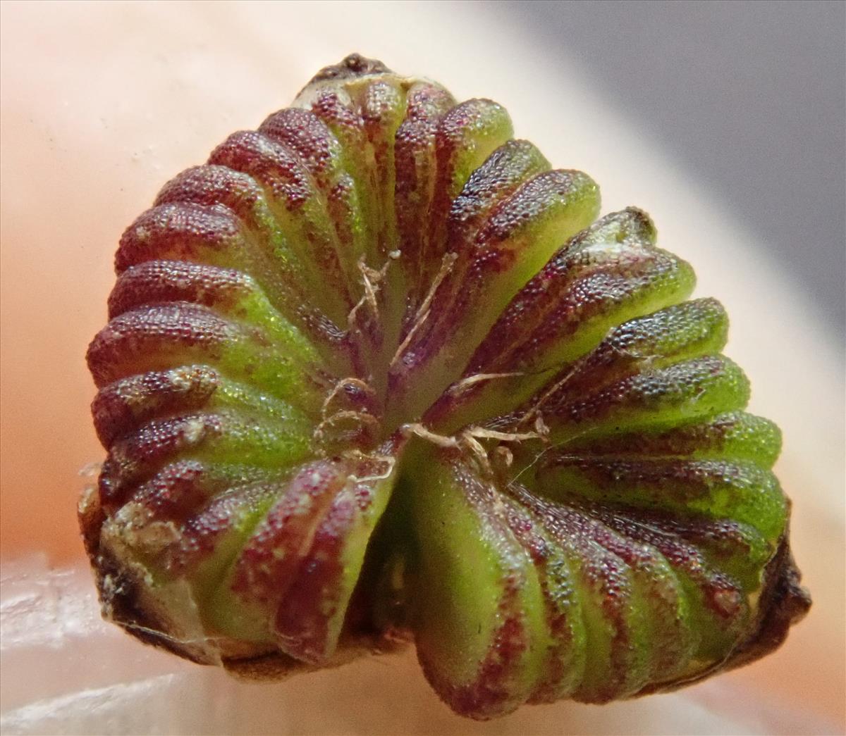 Alisma plantago-aquatica (door Carleen de Graaf)