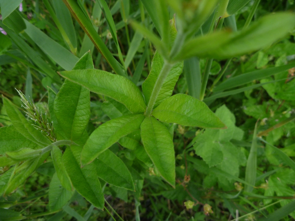 Lysimachia vulgaris (door Cor Nonhof)