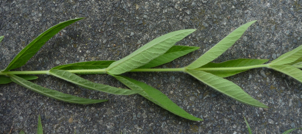 Lysimachia vulgaris (door Cor Nonhof)