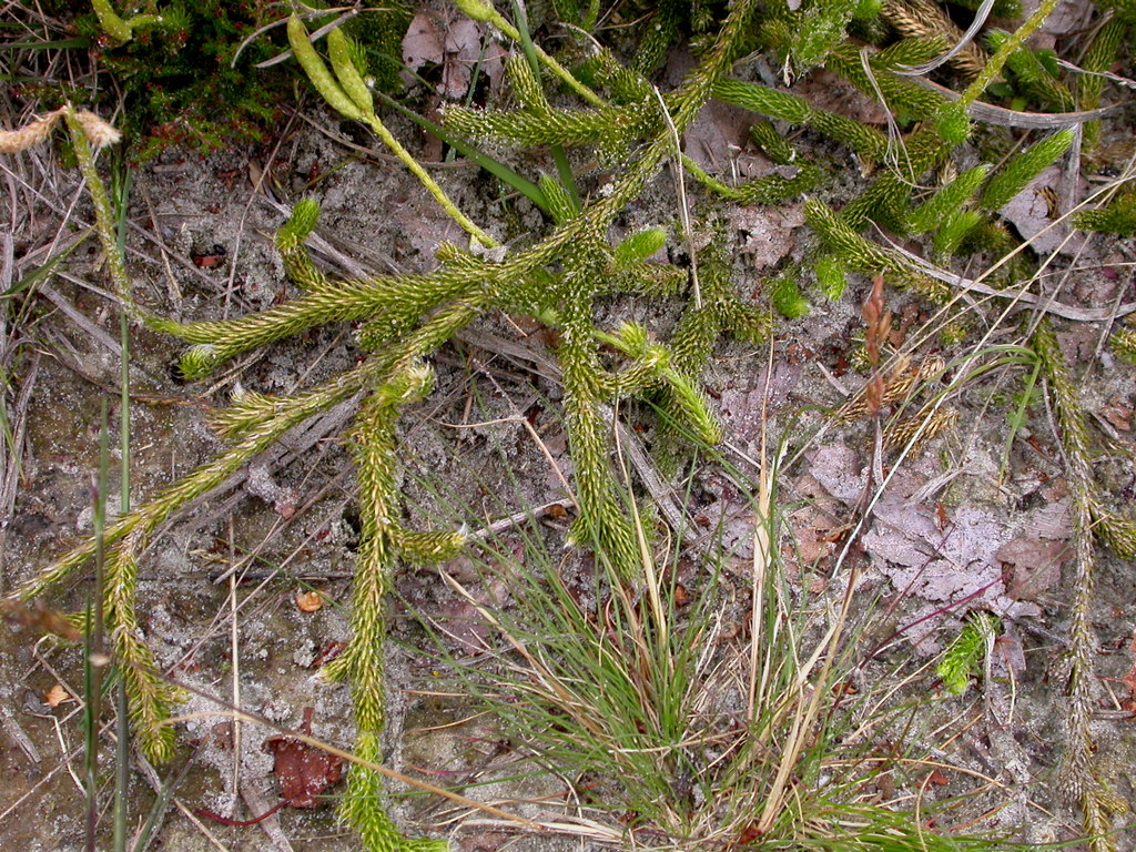 Lycopodium clavatum (door Peter Meininger)