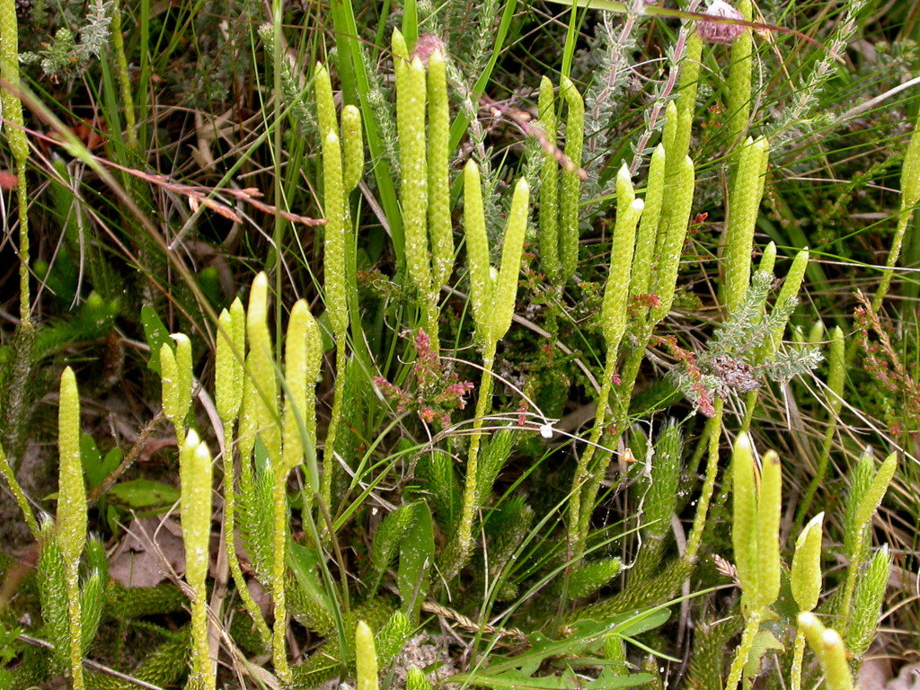 Lycopodium clavatum (door Peter Meininger)