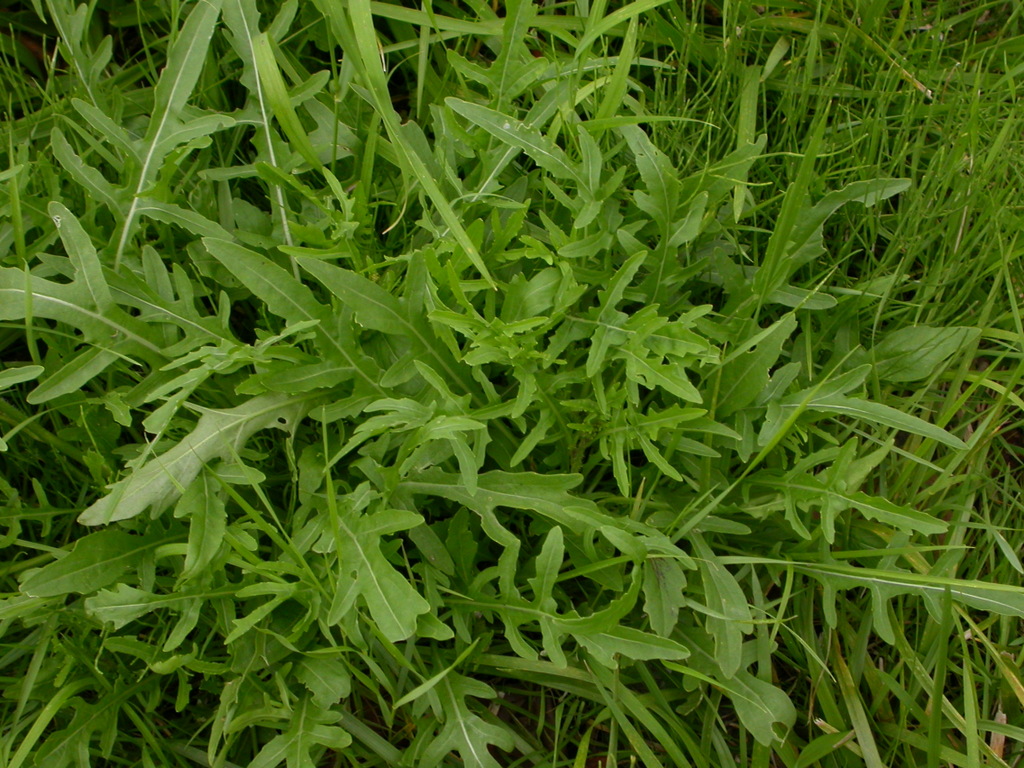 Diplotaxis tenuifolia (door Peter Meininger)