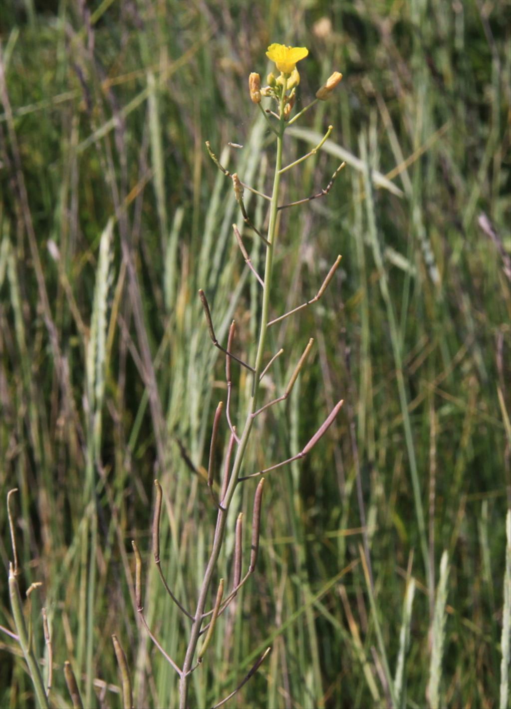 Diplotaxis tenuifolia (door Peter Meininger)
