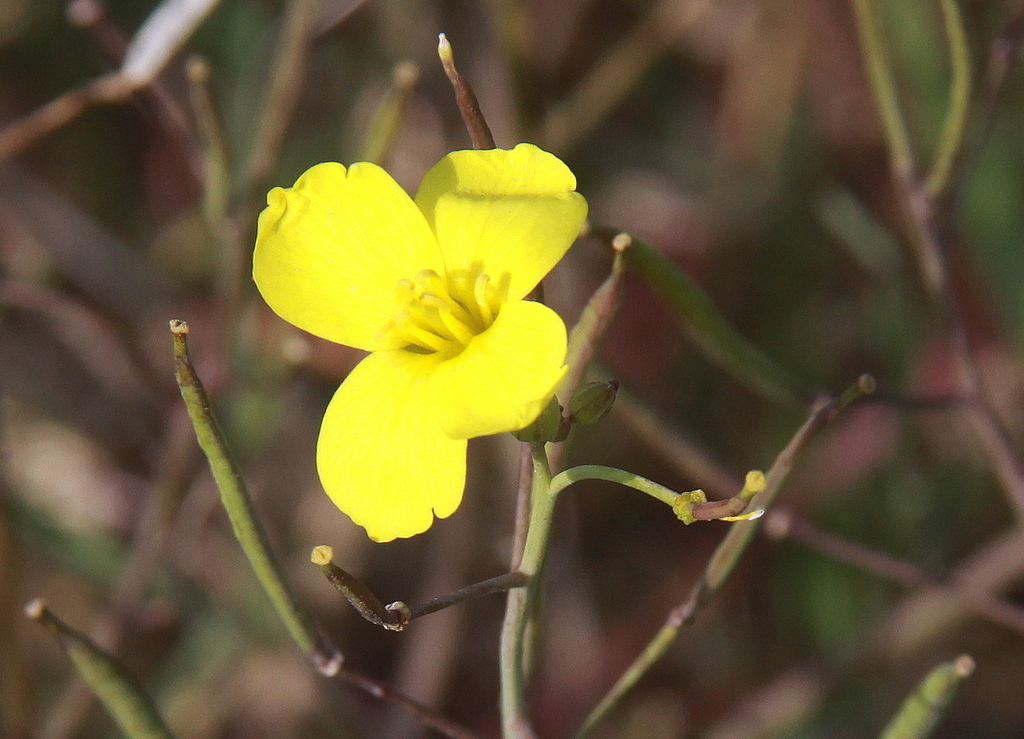 Diplotaxis tenuifolia (door Peter Meininger)