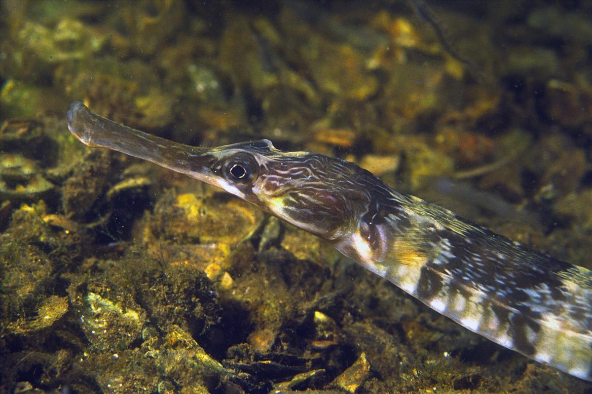 Syngnathus acus (door Marion Haarsma)