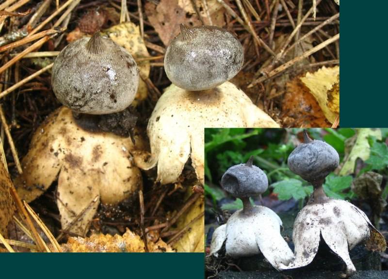 Geastrum pectinatum (door Martijn Oud)