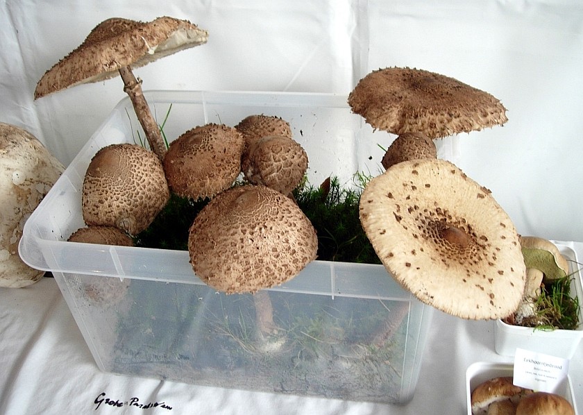 Macrolepiota procera (door Johan van Dongen)