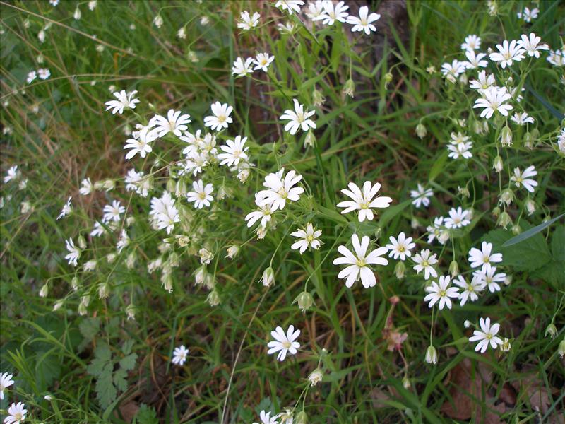 Stellaria holostea (door Piet Bremer )