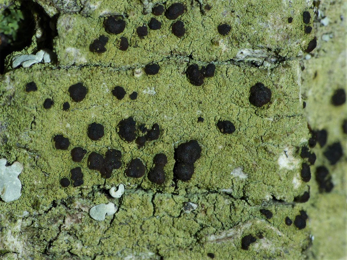 Pyrrhospora quernea (door Koen Verhoogt)