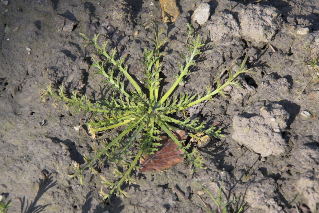 Lepidium coronopus (door Peter Meininger)