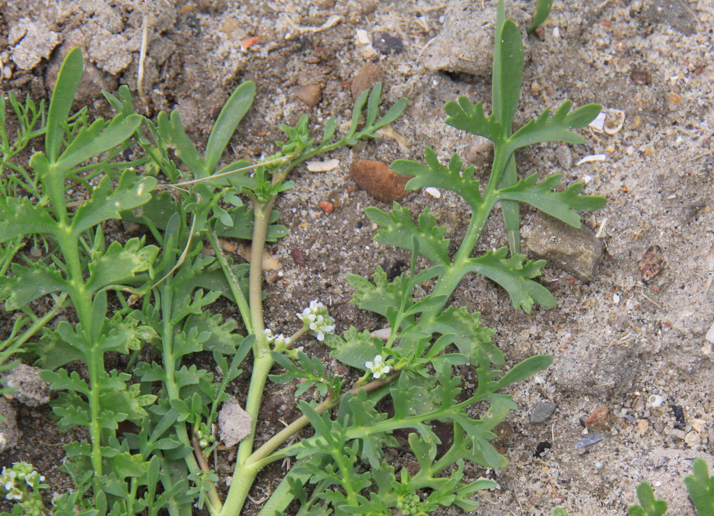 Lepidium coronopus (door Peter Meininger)