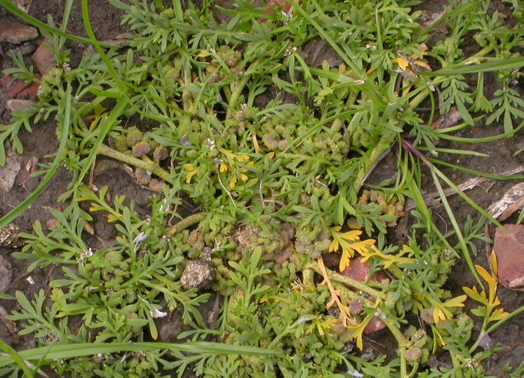 Lepidium coronopus (door Peter Meininger)
