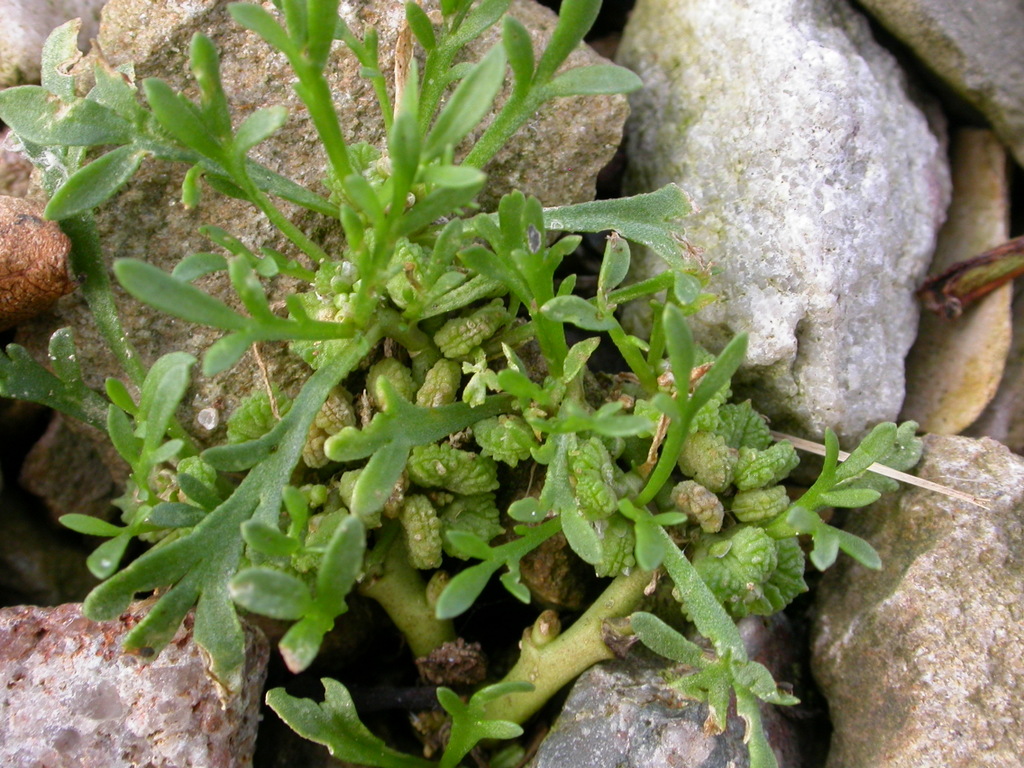 Lepidium coronopus (door Peter Meininger)