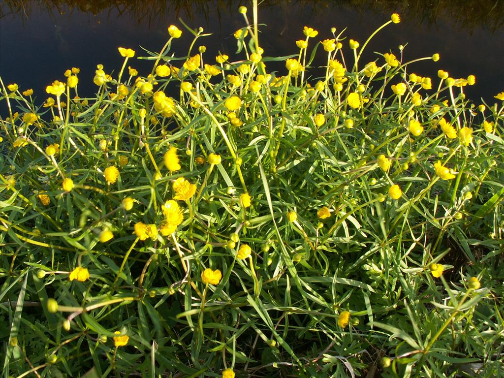 Ranunculus auricomus (door Han Beeuwkes)