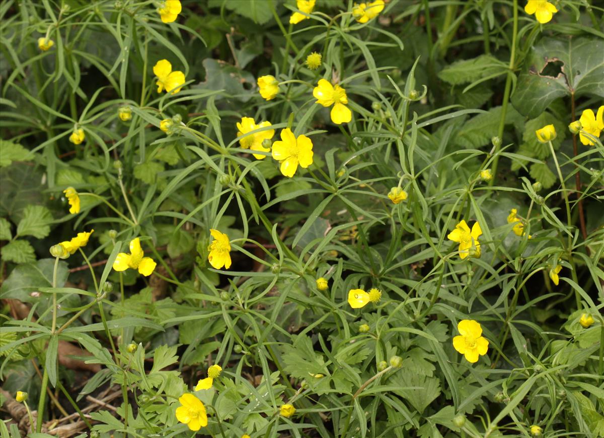 Ranunculus auricomus (door Peter Meininger)