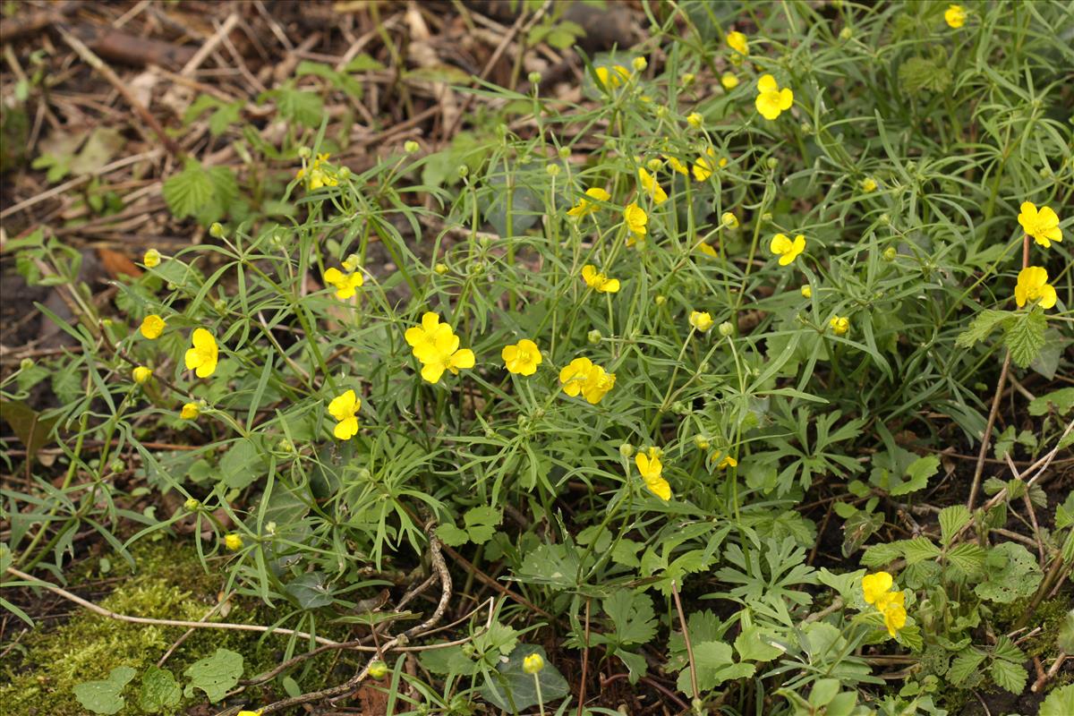Ranunculus auricomus (door Peter Meininger)