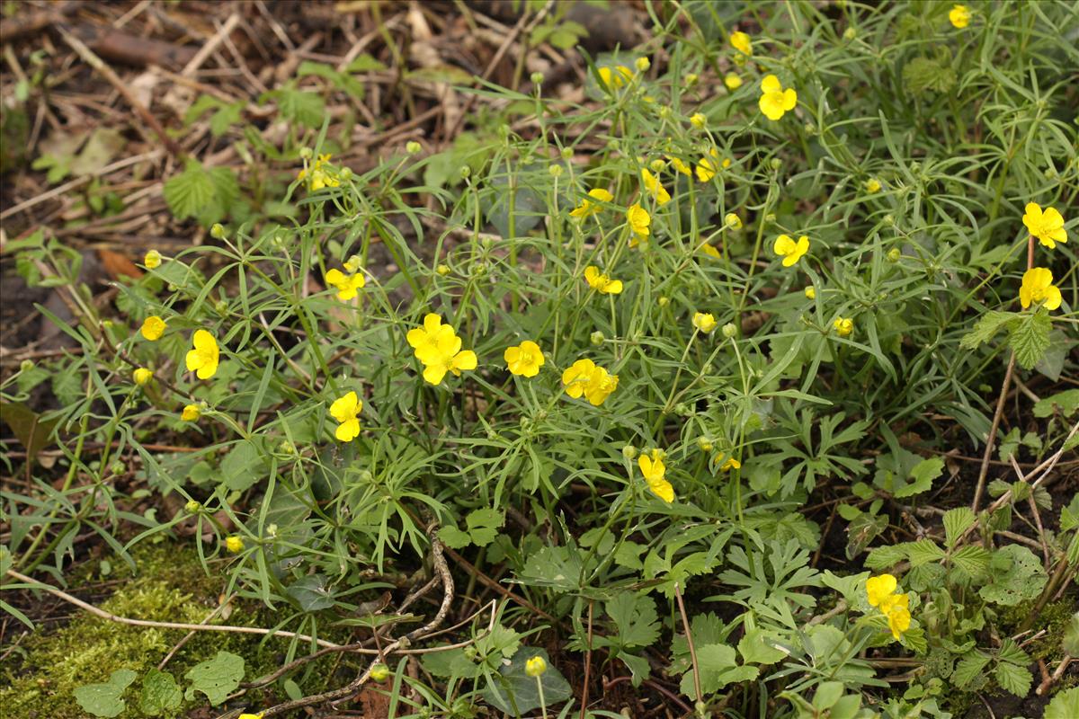 Ranunculus auricomus (door Peter Meininger)