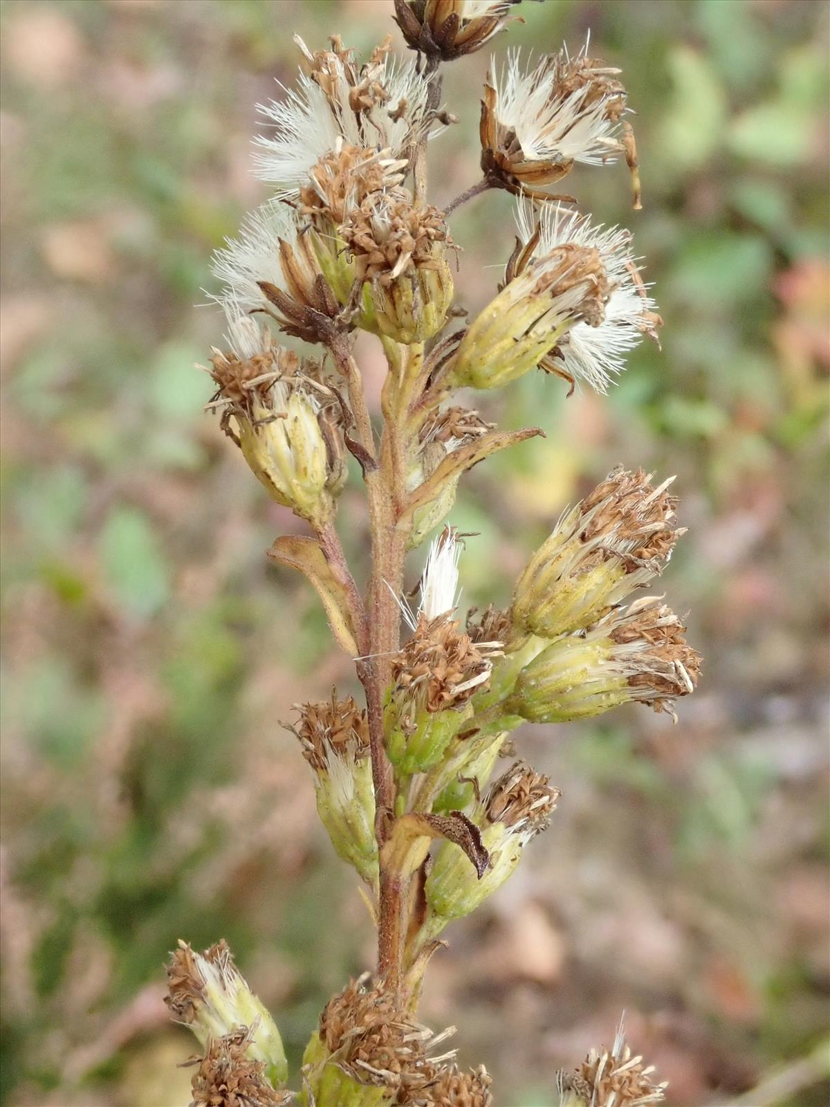 Solidago virgaurea (door Carleen de Graaf)