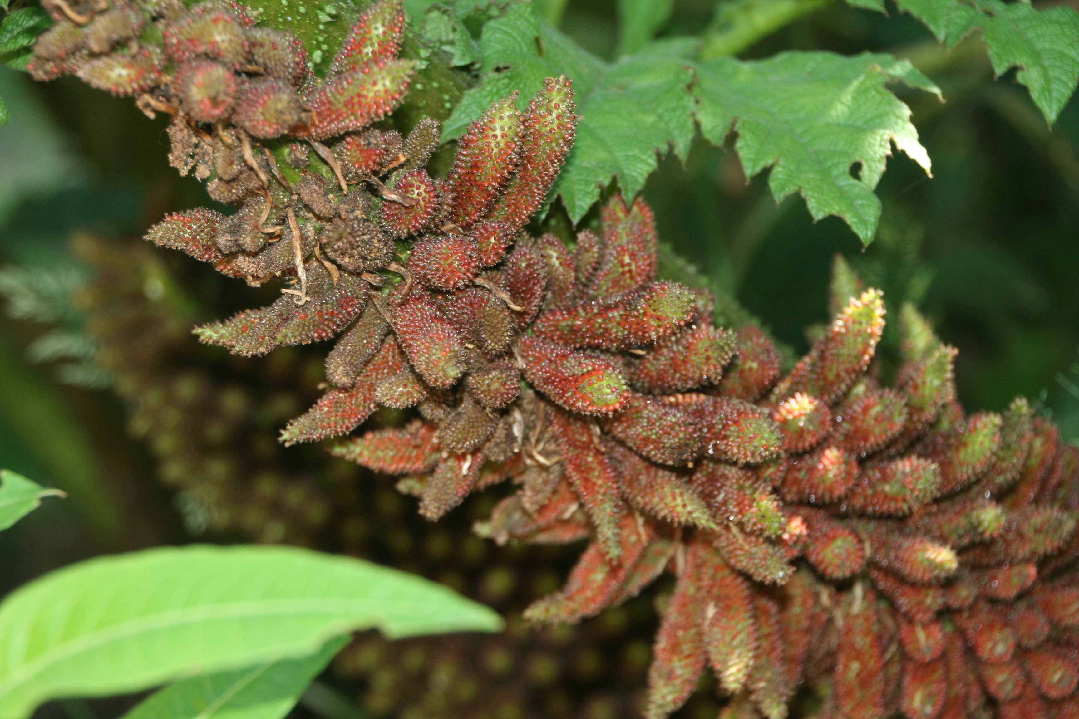 Gunnera tinctoria (door Pieter Stolwijk)