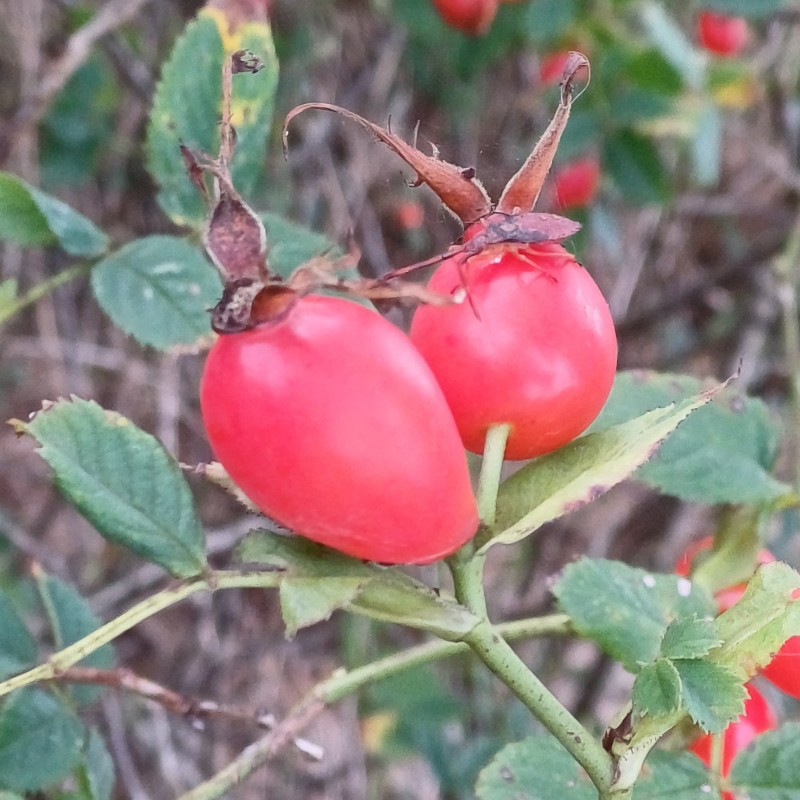 Rosa vosagiaca (door Guus de Vries)