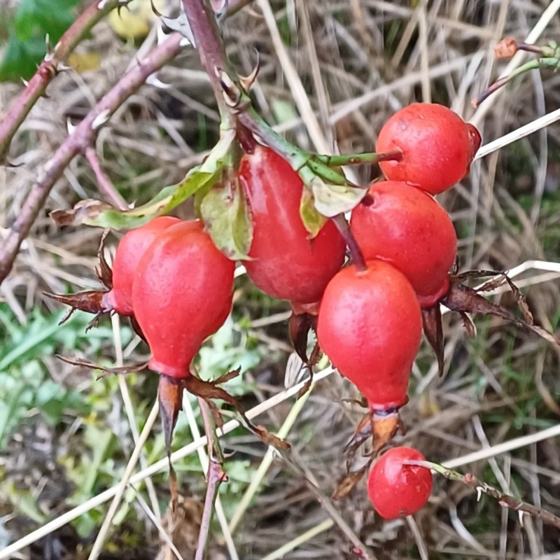 Rosa vosagiaca (door Guus de Vries)