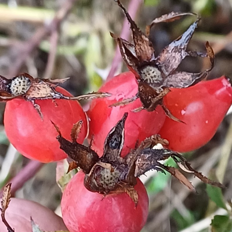 Rosa vosagiaca (door Guus de Vries)
