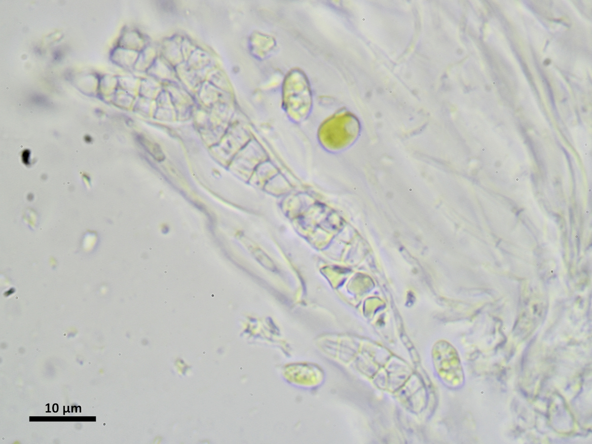 Gyalidea psammoica (door Henk-Jan van der Kolk)