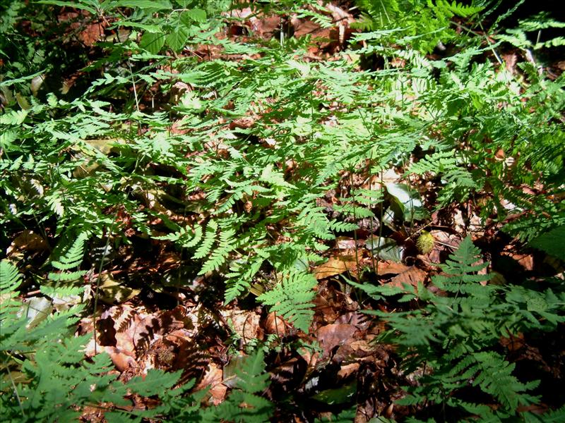 Gymnocarpium dryopteris (door Adrie van Heerden)