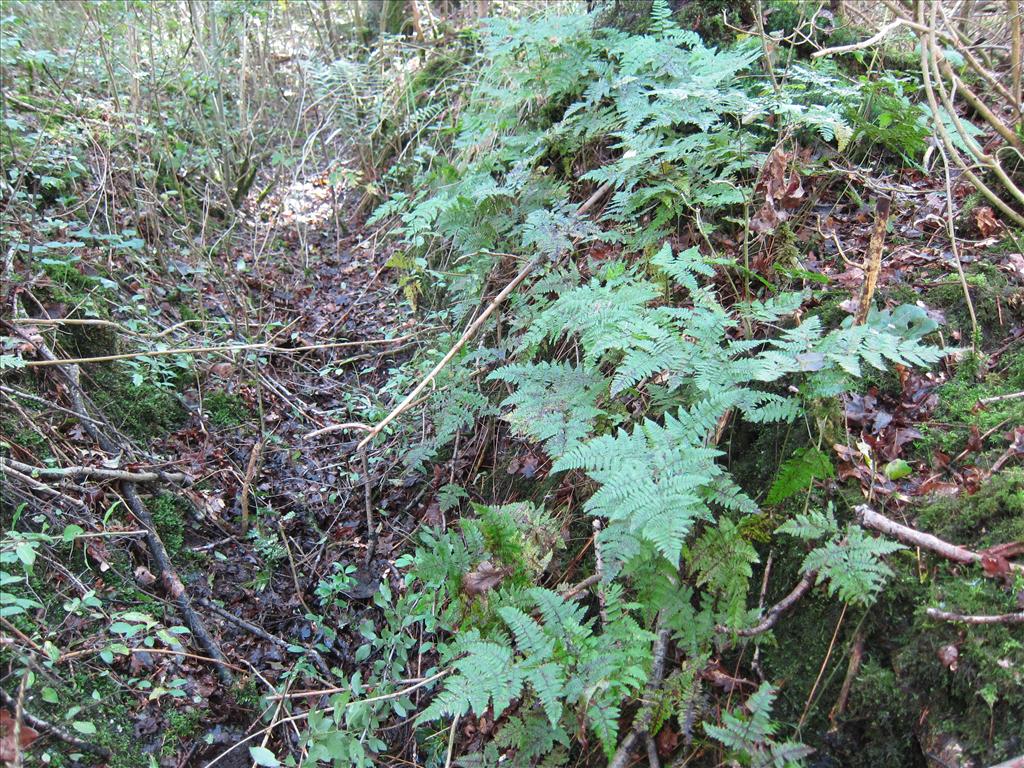 Gymnocarpium robertianum (door Piet Bremer )