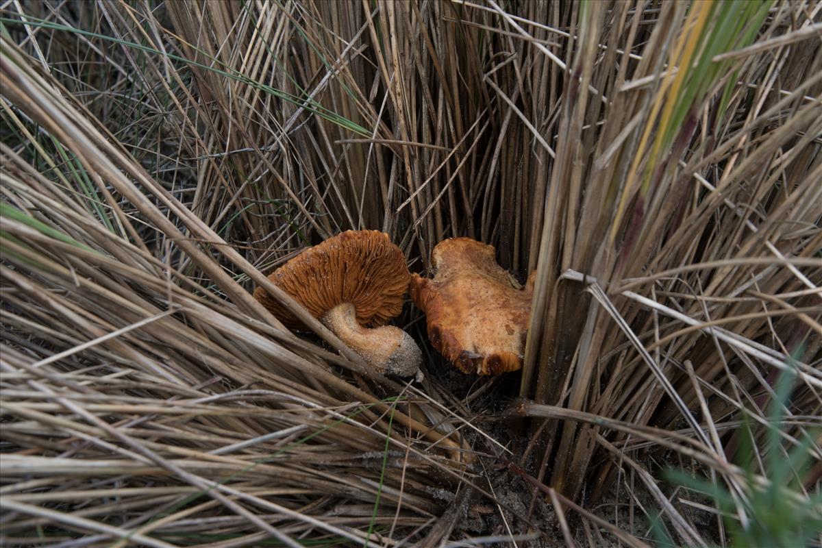 Gymnopilus flavus (door Cora van der Plaats (det. LJ))