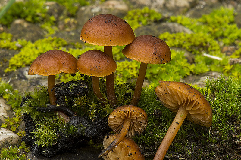 Gymnopilus pseudofulgens (door Nico Dam)