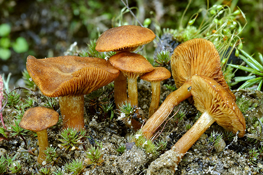 Gymnopilus decipiens (door Henk Huijser)