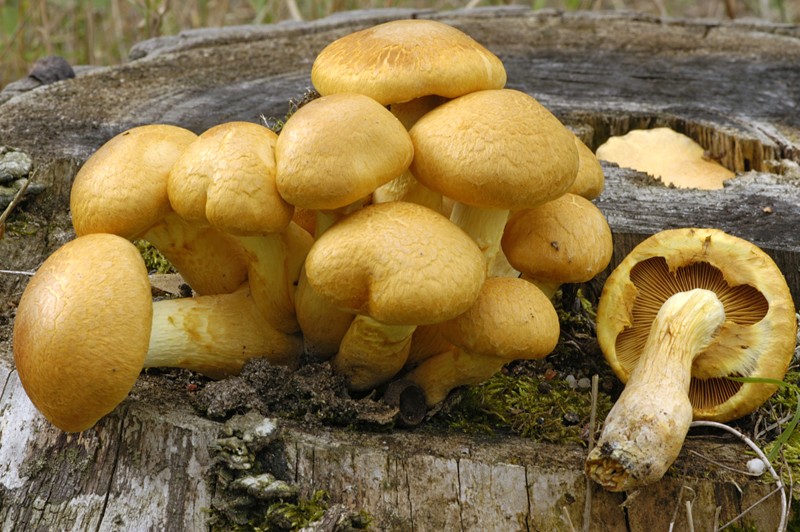 Gymnopilus junonius (door Nico Dam)