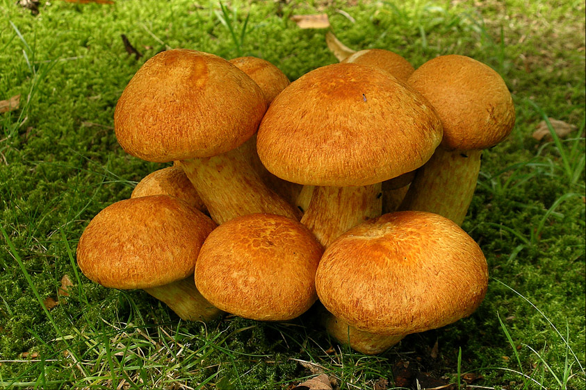 Gymnopilus junonius (door Henk Huijser)