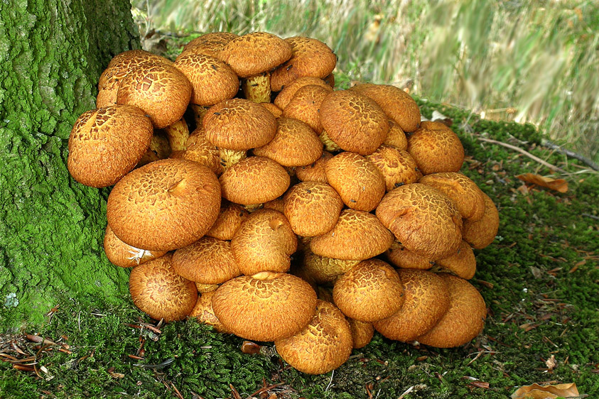 Gymnopilus junonius (door Henk Huijser)