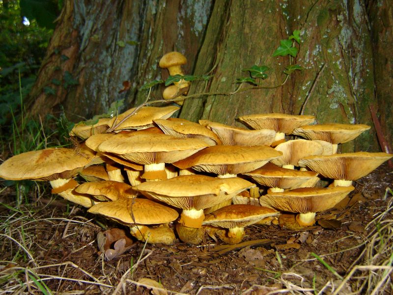 Gymnopilus junonius (door Gert Immerzeel)