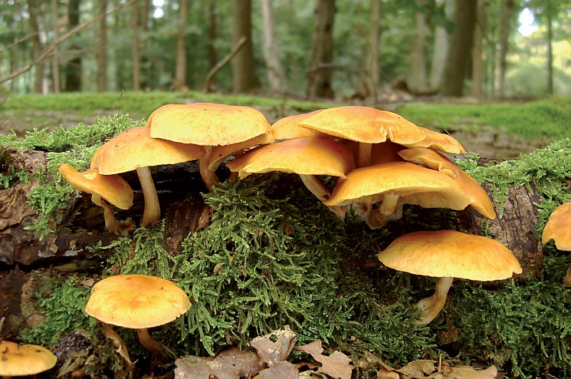 Gymnopilus sapineus sl, incl. penetrans (door Maurice van der Molen)