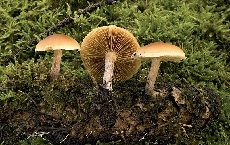 Gymnopilus sapineus sl, incl. penetrans (door Nico Dam)