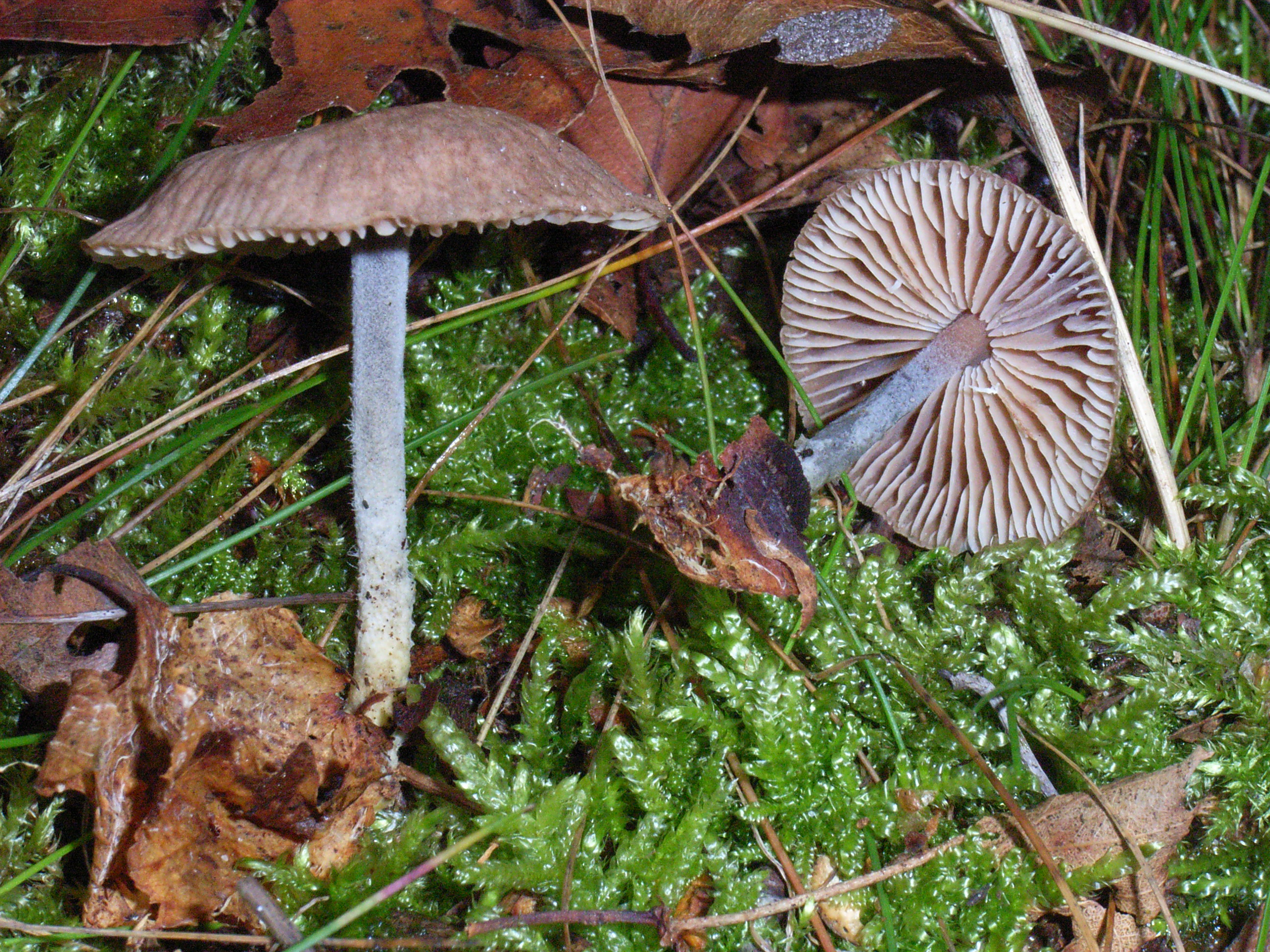 Gymnopus brassicolens (door Roeland Enzlin)