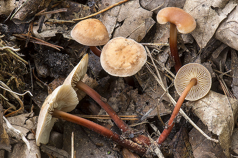 Gymnopus erythropus (door Nico Dam)