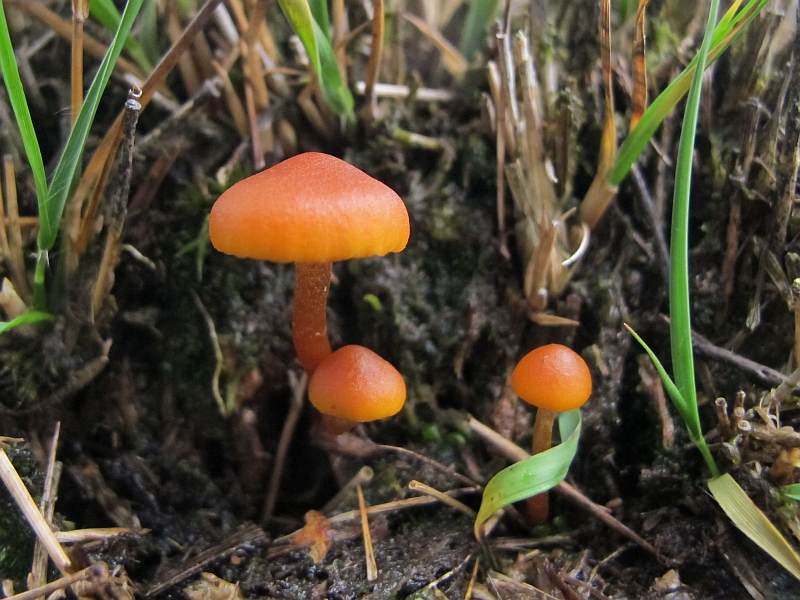 Gymnopilus fulgens (door Marian Jagers)