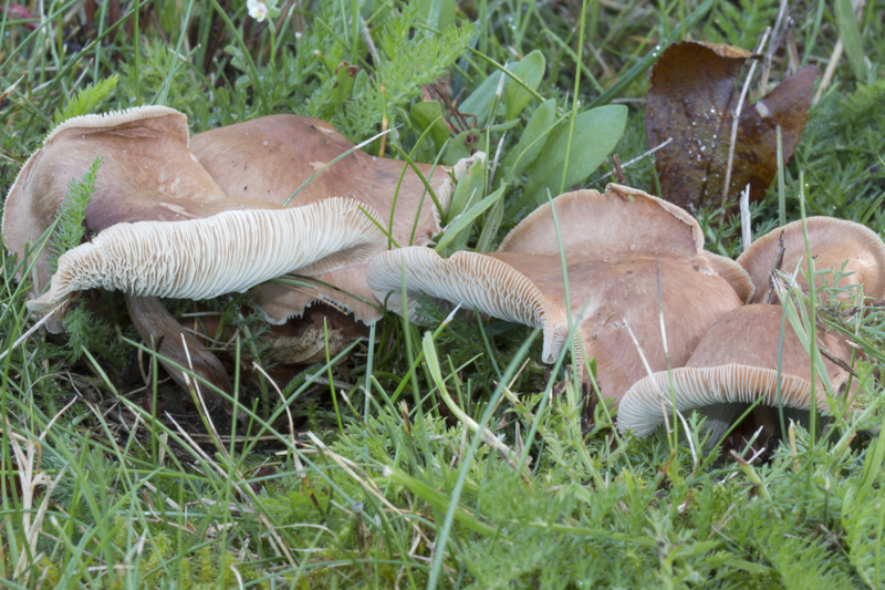 Gymnopus luxurians (door Menno Boomsluiter)